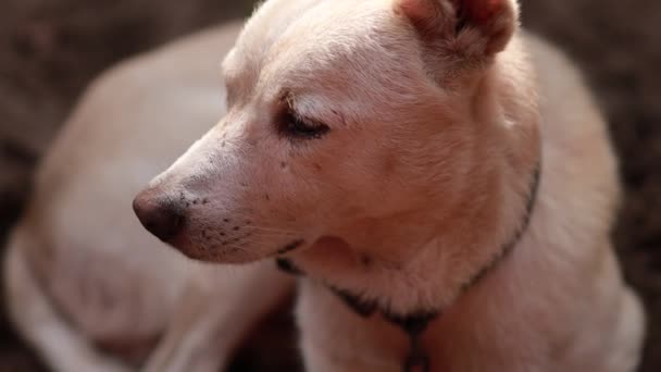 Bonito Índio Branco Cão Sentado Areia Olhando Para Câmera Com — Vídeo de Stock