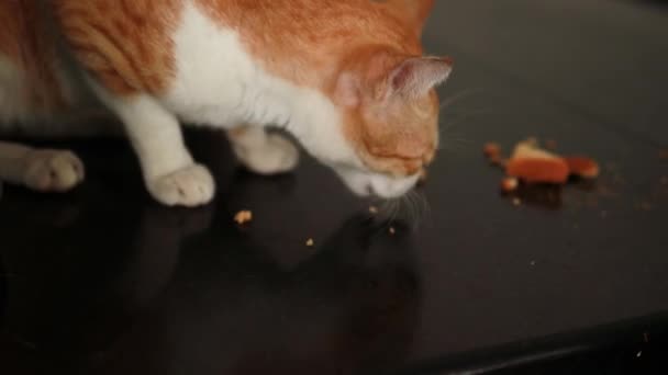 赤と白の猫はラスクフードの床から食べます — ストック動画