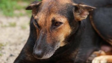 Hint kahverengi köpeğinin yakın çekimi, kameraya benzersiz bir gülümsemeyle bakıyor..