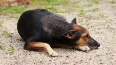 Kumların üzerinde oturan sevimli Hintli kahverengi köpek, eşsiz bir gülümsemeyle kameraya bakıyor..