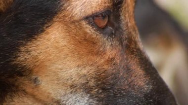Hint kahverengi köpeğinin yakın çekimi, kameraya benzersiz bir gülümsemeyle bakıyor..