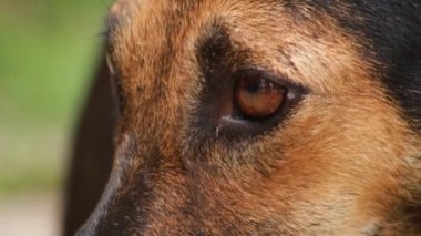 Hint kahverengi köpeğinin yakın çekimi, kameraya benzersiz bir gülümsemeyle bakıyor..