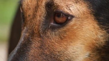 Hint kahverengi köpeğinin yakın çekimi, kameraya benzersiz bir gülümsemeyle bakıyor..