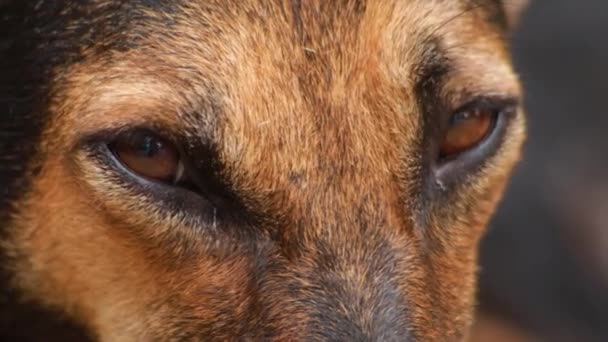 印度褐色狗的衣服 带着独特的笑容看着相机 — 图库视频影像