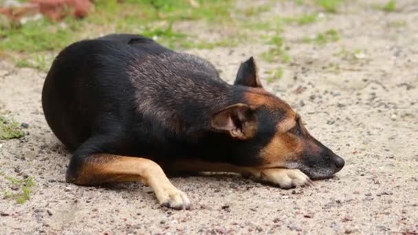 Roztomilý Indický Hnědý Pes Sedí Písku Dívá Kamery Jedinečným Úsměvem — Stock video