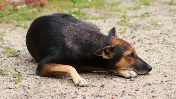 Bonito Índio Marrom Cão Sentado Areia Olhando Para Câmera Com — Vídeo de Stock