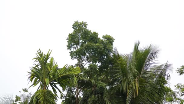 背景として自然緑の植物の風景 生態学 新鮮な壁紙のコンセプトを使用してテキストのためのコピースペースと庭の背景にぼやけた緑の葉の閉鎖的な自然ビュー — ストック動画