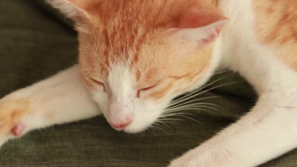 Lindo Gato Jengibre Piso Con Sábana Cama Verde Almohada Alfombra — Vídeos de Stock