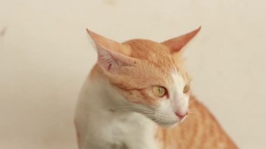 Yeşil çarşaf ve yastıkla yerde yatan sevimli kızıl kedi. Yumuşak evcil hayvan rahatça uykuya daldı. Komik bir evcil hayvanla samimi bir arka plan..