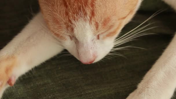 시트와 베개가 바닥에 귀여운 고양이 숭이는 잠자리에 들었다 재미있는 — 비디오