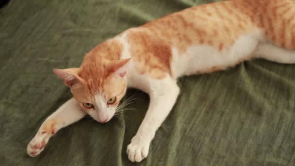 Lindo Gato Jengibre Piso Con Sábana Cama Verde Almohada Alfombra — Vídeos de Stock