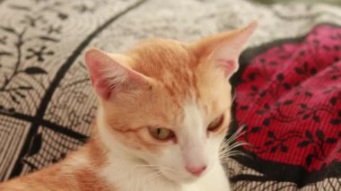 Yeşil çarşaf ve yastıkla yerde yatan sevimli kızıl kedi. Yumuşak evcil hayvan rahatça uykuya daldı. Komik bir evcil hayvanla samimi bir arka plan..