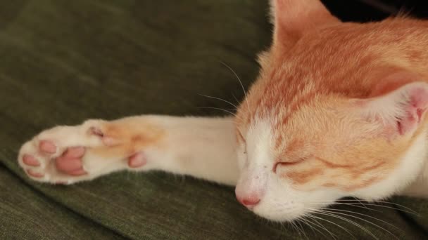 可爱的生姜猫在地板上与绿色床单和枕头 毛绒绒的宠物舒服地安睡了 舒适的家背景和有趣的宠物 — 图库视频影像