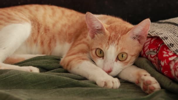시트와 베개가 바닥에 귀여운 고양이 숭이는 잠자리에 들었다 재미있는 — 비디오