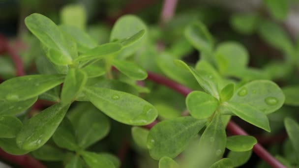 Closeup Nature View Green Leaf Blurred Greenery Background Garden Copy — Stock Video