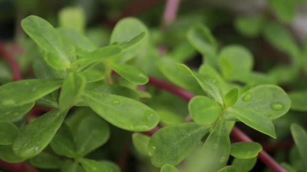 Gros Plan Vue Nature Feuille Verte Sur Fond Verdure Floue — Video