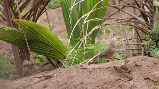 Gros Plan Vue Nature Feuille Verte Sur Fond Verdure Floue — Video