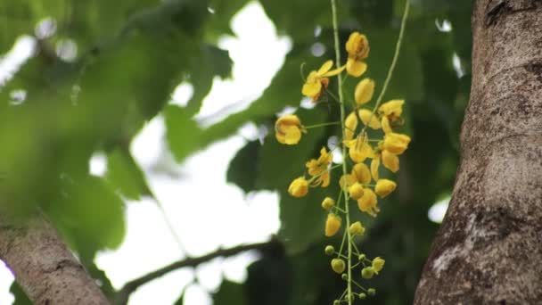 Hermosa Flor Fístula Cassia Ducha Oro Jardín Flor Nacional Tailandia — Vídeos de Stock