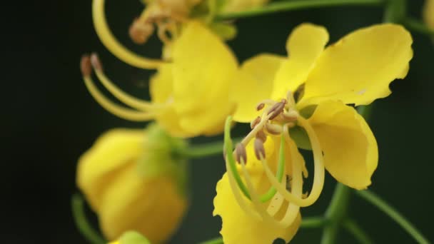 Bela Flor Fístula Cássia Chuveiro Dourado Jardim Flor Nacional Tailândia — Vídeo de Stock