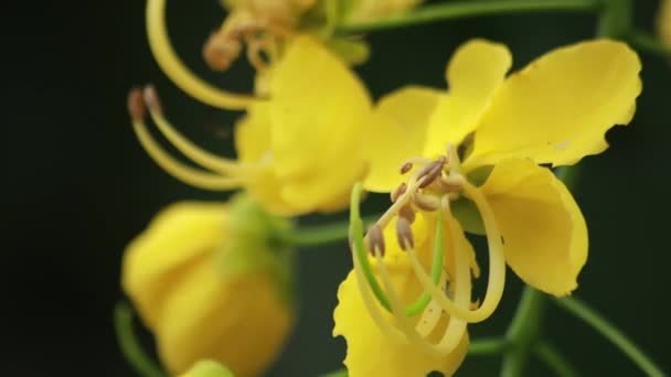 Bela Flor Fístula Cássia Chuveiro Dourado Jardim Flor Nacional Tailândia — Vídeo de Stock