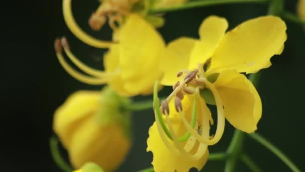 Bela Flor Fístula Cássia Chuveiro Dourado Jardim Flor Nacional Tailândia — Vídeo de Stock