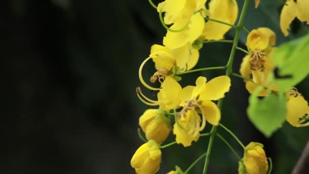 Hermosa Flor Fístula Cassia Ducha Oro Jardín Flor Nacional Tailandia — Vídeos de Stock