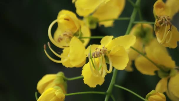 Bela Flor Fístula Cássia Chuveiro Dourado Jardim Flor Nacional Tailândia — Vídeo de Stock