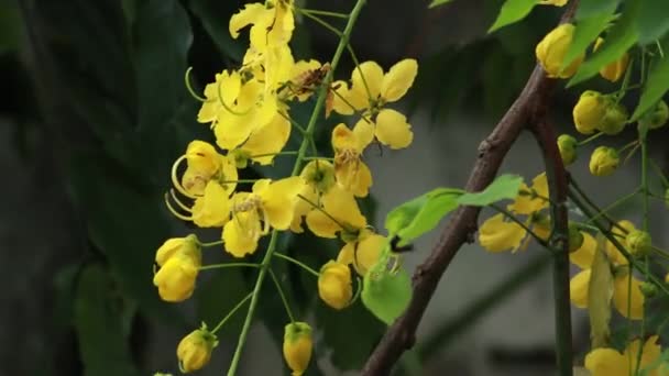 Schöne Cassia Fistelblume Oder Goldene Dusche Garten Thailands Nationalblume Blühende — Stockvideo