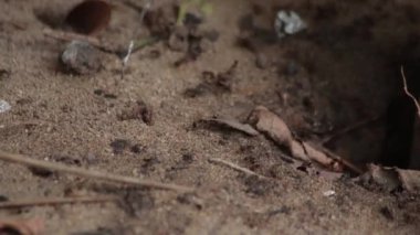 Ormanda bir karınca kolonisi. Yerdeki deliğin etrafında koşuşturan böcekler, seçici odaklı 44k zaman dilimi videosunu kapatır.