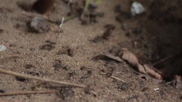 Ormanda Bir Karınca Kolonisi Yerdeki Deliğin Etrafında Koşuşturan Böcekler Seçici — Stok video