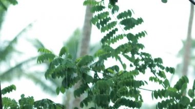 Arka plan olarak doğal yeşil bitkiler manzarası, ekoloji, taze duvar kağıdı konseptini kullanarak arka planda metin için kopyalama alanı bulunan bulanık yeşil arkaplan üzerindeki yeşil yaprağın yakın doğa görünümü.