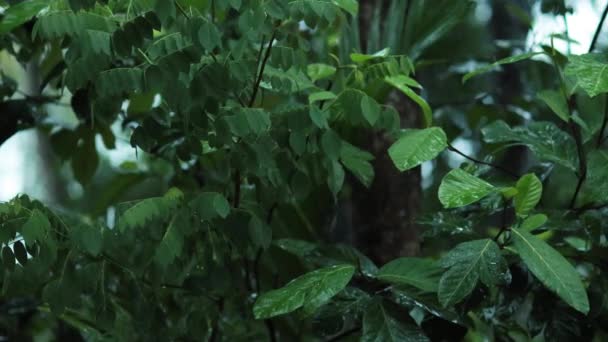 背景として自然緑の植物の風景 生態学 新鮮な壁紙のコンセプトを使用してテキストのためのコピースペースと庭の背景にぼやけた緑の葉の閉鎖的な自然ビュー — ストック動画