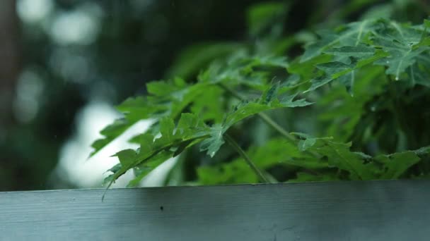 Primo Piano Vista Natura Foglia Verde Sfondo Verde Sfocato Giardino — Video Stock