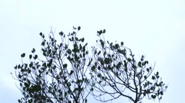 Arka plan olarak doğal yeşil bitkiler manzarası, ekoloji, taze duvar kağıdı konseptini kullanarak arka planda metin için kopyalama alanı bulunan bulanık yeşil arkaplan üzerindeki yeşil yaprağın yakın doğa görünümü.