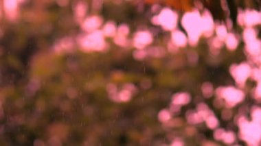 Yere düşen su damlası, doğa arka plan bokeh. Yağmur damlaları ve su sıçraması..