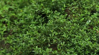 Arka planda doğal yeşil bitkiler manzarası, ekoloji, taze doğa konsepti kullanılarak metin için kopyalama alanı bulunan bulanık yeşil arkaplan üzerindeki yeşil yaprağın yakın doğa görünümü.