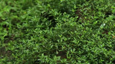 Arka planda doğal yeşil bitkiler manzarası, ekoloji, taze doğa konsepti kullanılarak metin için kopyalama alanı bulunan bulanık yeşil arkaplan üzerindeki yeşil yaprağın yakın doğa görünümü.