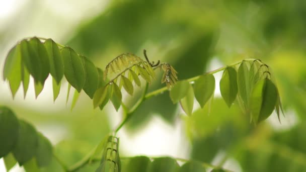 背景として自然緑の植物の風景 生態学 新鮮な壁紙のコンセプトを使用してテキストのためのコピースペースと庭の背景にぼやけた緑の葉の閉鎖的な自然ビュー — ストック動画