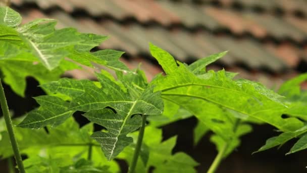 Papaya Hojas Verdes Con Gotas Agua Rocío Sobre Concepto Otoño — Vídeo de stock