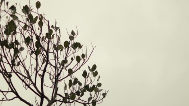 ジャックフルーツの木とその葉が空を背景に — ストック動画
