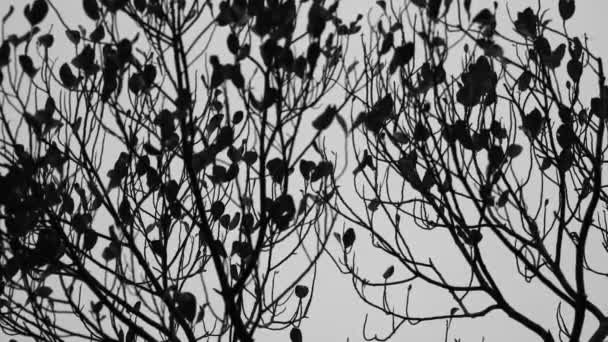 Jackfruit Tree Leaf Sky Background — Stock Video