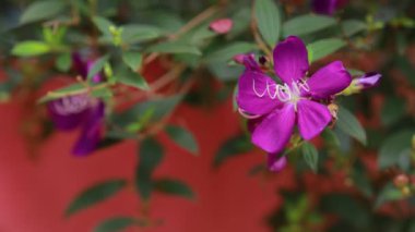 Mor çiçekler çiçek açıyor, doğa arka planında. Mor çiçek yumuşak odaklı yeşil doğa yapraklarında. Gardenya. Bilimsel adı Tibouchina urvilleana (Prenses Çiçeği)