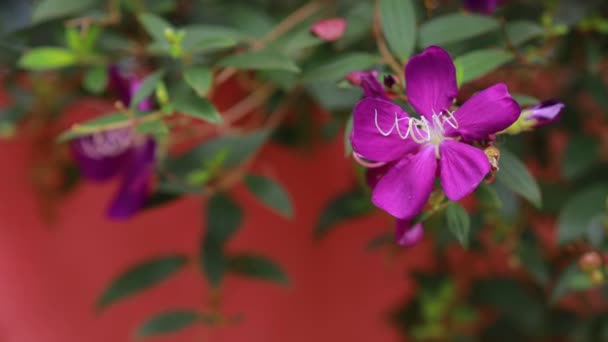 Fialové květy kvetou, na přírodním pozadí.fialový květ na měkkém ohnisku zelené přírodní listy. Gardenia. Vědecké jméno je Tibouchina urvilleana (Princezna Flower)