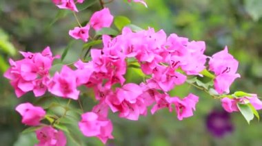 Güzel renkli bahar çiçekleri (Bougainvillea) yakın çekim dalları, Mor Çiçekler ve yeşil alan arkaplanı. Pembe bougainvillea baharda çiçek açar.