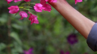 Güzel renkli bahar çiçekleri (Bougainvillea) yakın çekim dalları, Mor Çiçekler ve yeşil alan arkaplanı. Pembe bougainvillea baharda çiçek açar.