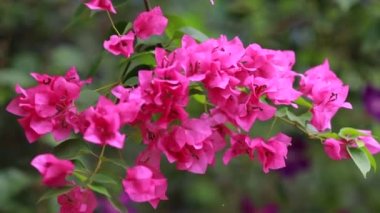 Güzel renkli bahar çiçekleri (Bougainvillea) yakın çekim dalları, Mor Çiçekler ve yeşil alan arkaplanı. Pembe bougainvillea baharda çiçek açar.