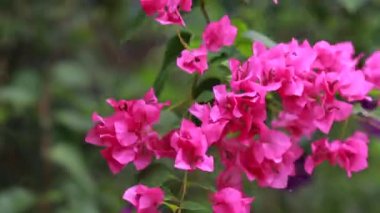 Güzel renkli bahar çiçekleri (Bougainvillea) yakın çekim dalları, Mor Çiçekler ve yeşil alan arkaplanı. Pembe bougainvillea baharda çiçek açar.