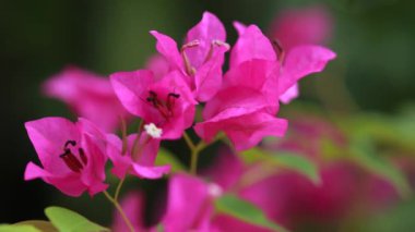 Güzel renkli bahar çiçekleri (Bougainvillea) yakın çekim dalları, Mor Çiçekler ve yeşil alan arkaplanı. Pembe bougainvillea baharda çiçek açar.