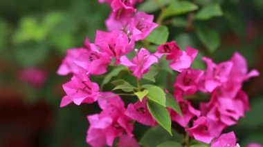 Güzel renkli bahar çiçekleri (Bougainvillea) yakın çekim dalları, Mor Çiçekler ve yeşil alan arkaplanı. Pembe bougainvillea baharda çiçek açar.