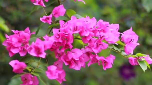 Piękne Kolorowe Kwiaty Wiosenne Bougainvillea Oddziały Zbliżenie Fioletowe Kwiaty Zielone — Wideo stockowe